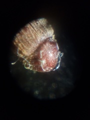 Stegobium paniceum