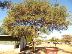 Burkea africana image