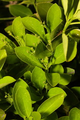 Euonymus japonicus