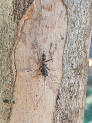 Mantoida