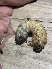 Dynastes tityus