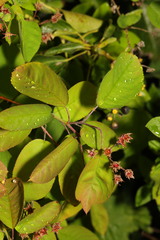 Amelanchier × lamarckii