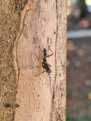 Mantoida