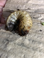 Dynastes tityus
