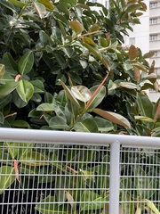 Ficus elastica