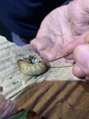 Dynastes tityus