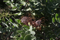 Leucospermum
