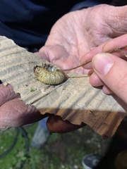 Dynastes tityus