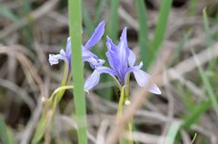 Iris oxypetala, photograph (c) Zinogre, some rights reserved (CC BY-SA)