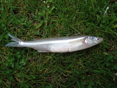 Odontesthes bonariensis