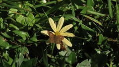 Senecio macroglossus