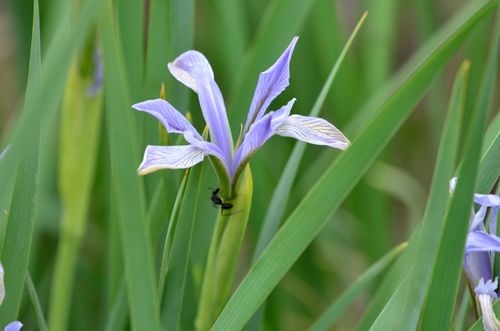Iris oxypetala, photograph 6