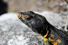 Pseudocordylus microlepidotus
