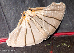 Orudiza protheclaria