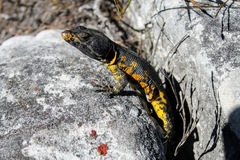 Pseudocordylus microlepidotus