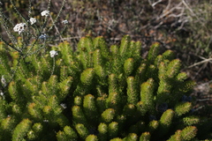 Serruria brownii