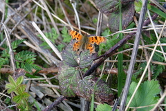 Polygonia c-album