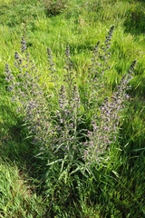 Echium lusitanicum