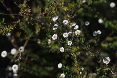 Phylica callosa
