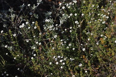 Phylica callosa