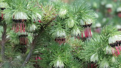 Erica recurvata