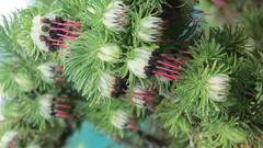 Erica recurvata