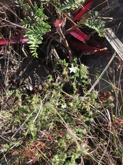 Wahlenbergia madagascariensis