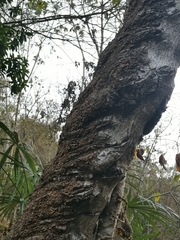 Cnidoscolus elasticus