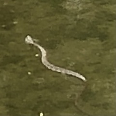 Nerodia sipedon sipedon