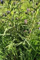 Echium lusitanicum