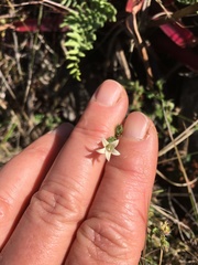 Wahlenbergia madagascariensis