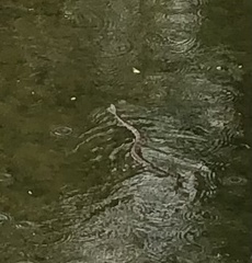 Nerodia sipedon sipedon