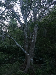 Cnidoscolus elasticus