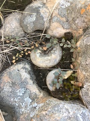 Brachystelma pulchellum