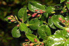 Escallonia rubra
