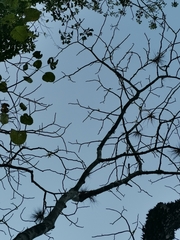 Cnidoscolus elasticus