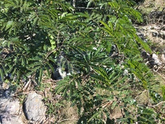 Albizia adianthifolia