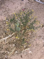 Oncosiphon pilulifer