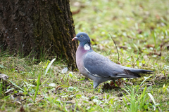 Columba palumbus