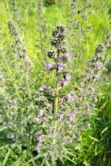 Echium lusitanicum