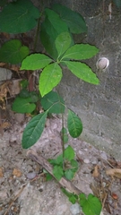 Magnoliopsida