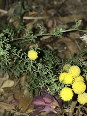 Oncosiphon pilulifer