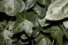 Hedera helix