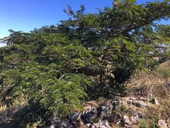 Albizia adianthifolia