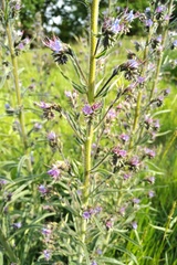 Echium lusitanicum