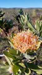 Leucospermum pluridens