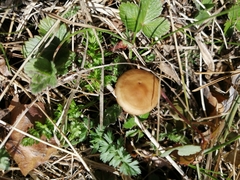 Marasmius oreades