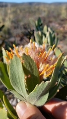 Leucospermum pluridens