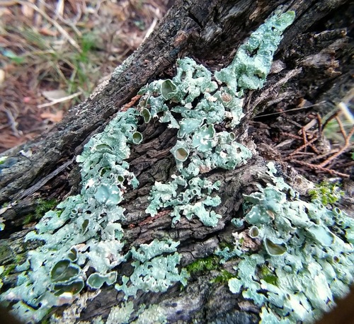 Eastern speckled shield lichen
