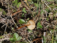 Marasmius oreades